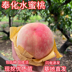 奉化水蜜桃树苗南北方庭院超大桃树盆栽嫁接苗大桃树果苗当年结果