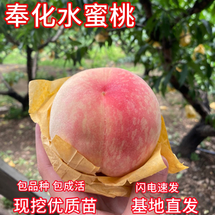 奉化水蜜桃树苗南北方庭院超大桃树盆栽嫁接苗大桃树果苗当年结果