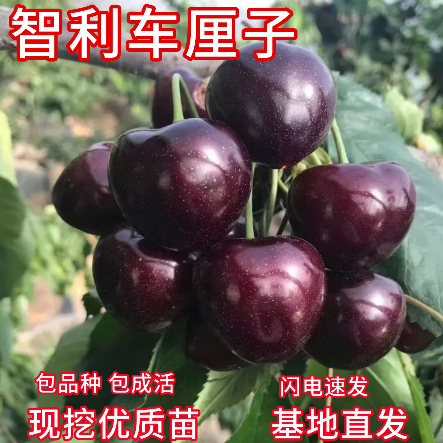 智利车厘子树苗庭院特大号樱桃树苗盆栽樱桃树果苗大果嫁接苗现挖,鲜花速递/花卉仿真/绿植园艺,果树,淘宝优惠券,粉丝福利购,淘宝优惠卷