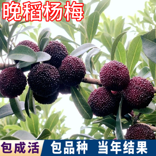 晚稻杨梅苗南北方庭院地栽大杨梅树树苗盆栽嫁接苗晚熟当年结果