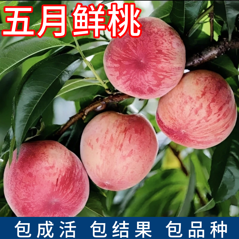 五月鲜桃树现挖发货包活包结果