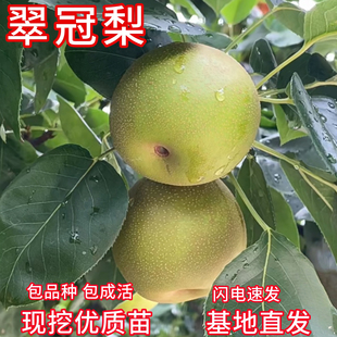 翠冠梨树果苗南北方庭院耐寒特大梨树树苗盆栽嫁接苗矮化甜脆梨苗