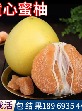 黄心蜜柚苗南北方柚子树苗盆栽嫁接苗庭院超大树观赏耐寒当年结果