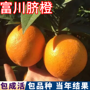 富川橙子树苗南北方庭院特大脐橙树苗盆栽嫁接苗甜橙子苗当年结果