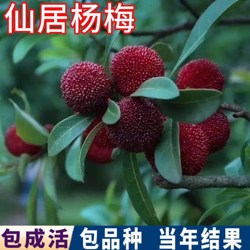 仙居杨梅苗南北方庭院地栽特大杨梅树树苗盆栽大果嫁接苗当年结果