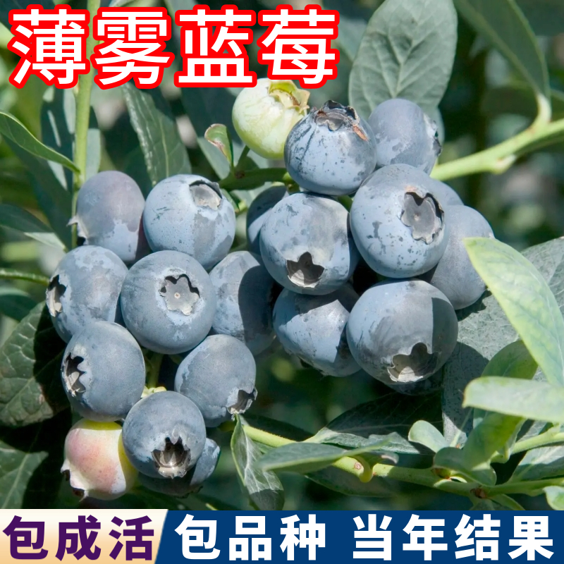 薄雾蓝莓树苗壮苗包成活当年结果