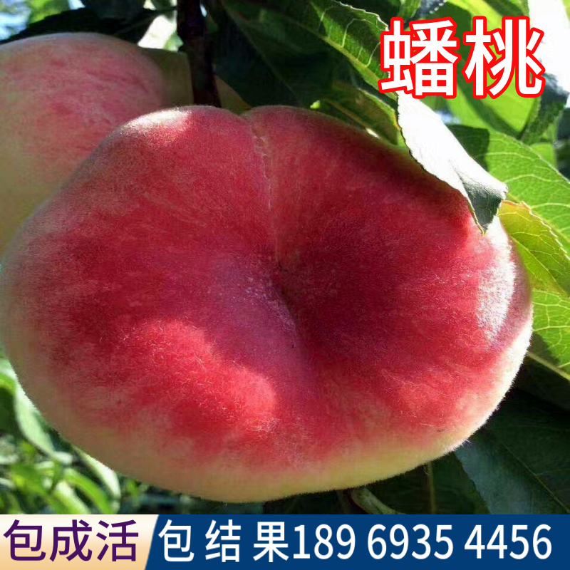 蟠桃树包活包品种当年结果现挖