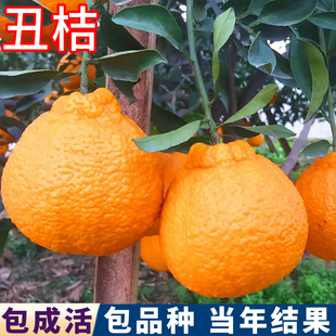 丑橘树苗庭院地栽桔子苗盆栽嫁接特大果树南北方种植果苗当年结果