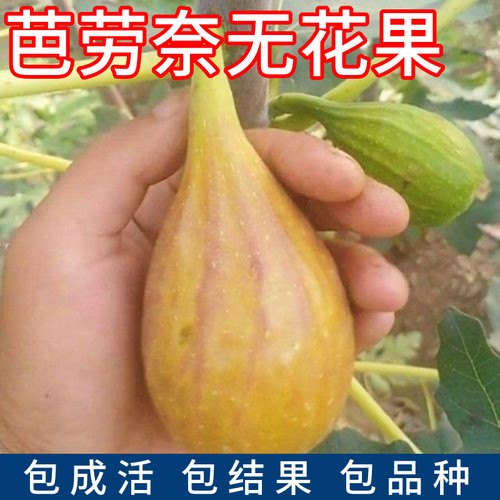 芭劳奈无花果苗耐寒包活当年结果