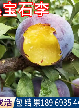 黑宝石李子树包品种包活当年结果