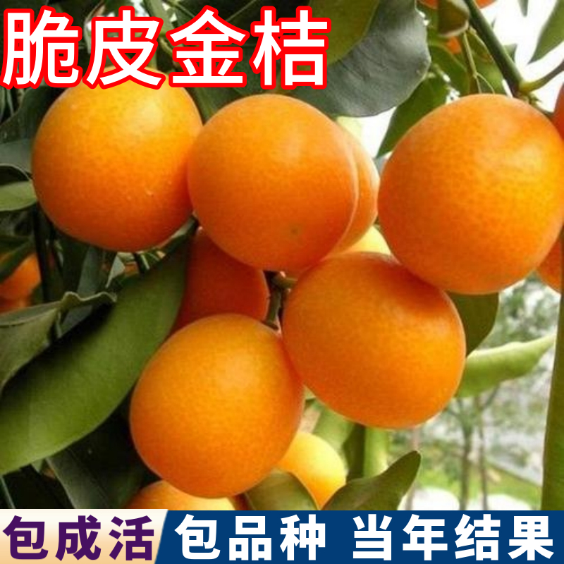 脆皮金桔树苗包活包品种当年结果