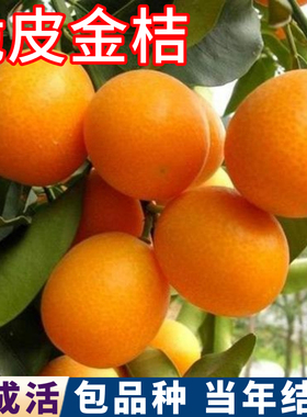 金桔树树苗南北方庭院脆皮金桔树盆栽嫁接苗金钱橘树果苗当年结果