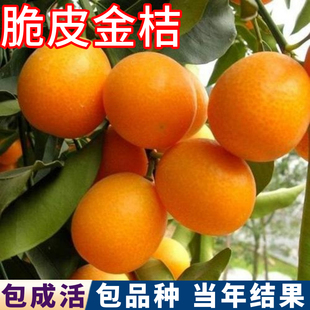 金桔树树苗南北方庭院脆皮金桔树盆栽嫁接苗金钱橘树果苗当年结果