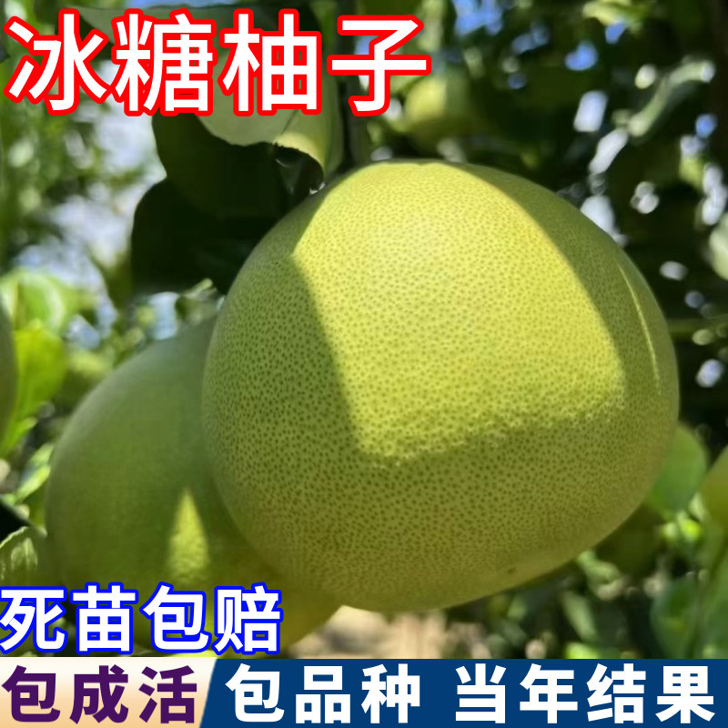 冰糖柚子树苗南北方庭院地栽特大白心柚子大树盆栽嫁接苗当年结果,鲜花速递/花卉仿真/绿植园艺,果树,淘宝优惠券,粉丝福利购,淘宝优惠卷