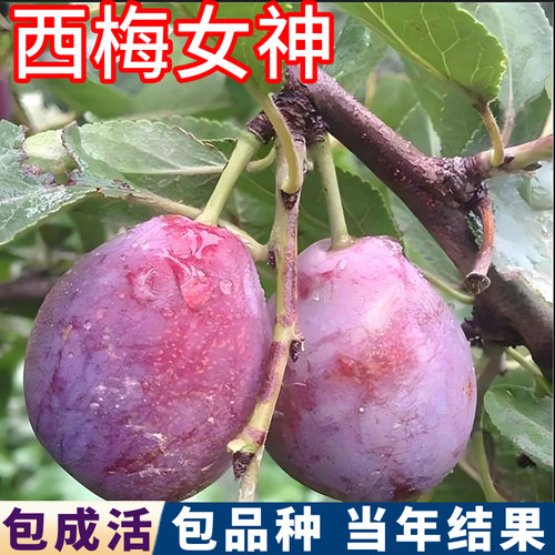 西梅女神苗现挖壮苗包品种包成活