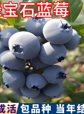 绿宝石蓝莓树苗现挖发包成活大果