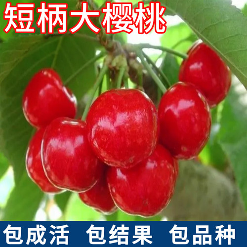 短柄樱桃苗包成活包品种当年结果