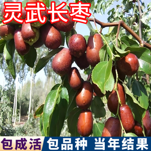 灵武长枣树果苗南北方耐寒枣树活苗盆栽嫁接苗大枣树树苗当年结果