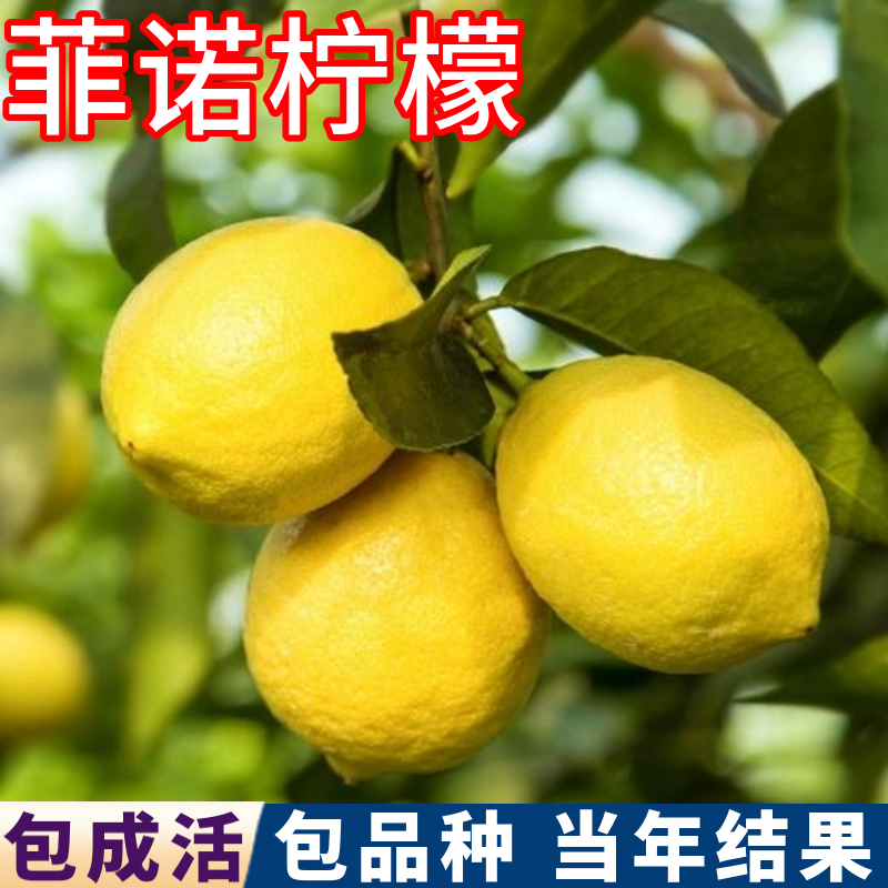 菲诺柠檬树带土球带叶子现挖发货