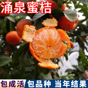 涌泉蜜桔苗南北方庭院大橘子树盆栽甜桔嫁接苗橘子树果苗当年结果