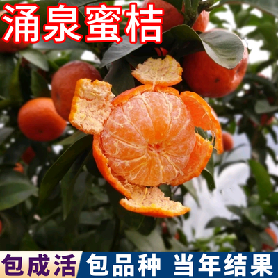 涌泉蜜桔苗现挖壮苗包活当年结果