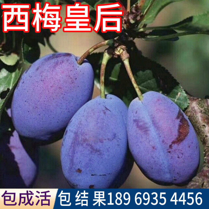 西梅皇后李子树苗南北方庭院地栽嫁接果苗盆栽西梅树树苗当年结果