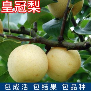 皇冠梨树苗南北方庭院地栽特大果树盆栽嫁接早熟梨树果苗当年结果