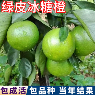 绿皮冰糖橙子树苗南北方庭院特大橙子树果苗盆栽嫁接苗当年结果