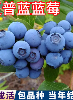 夏普蓝蓝莓树壮苗包活当年结果