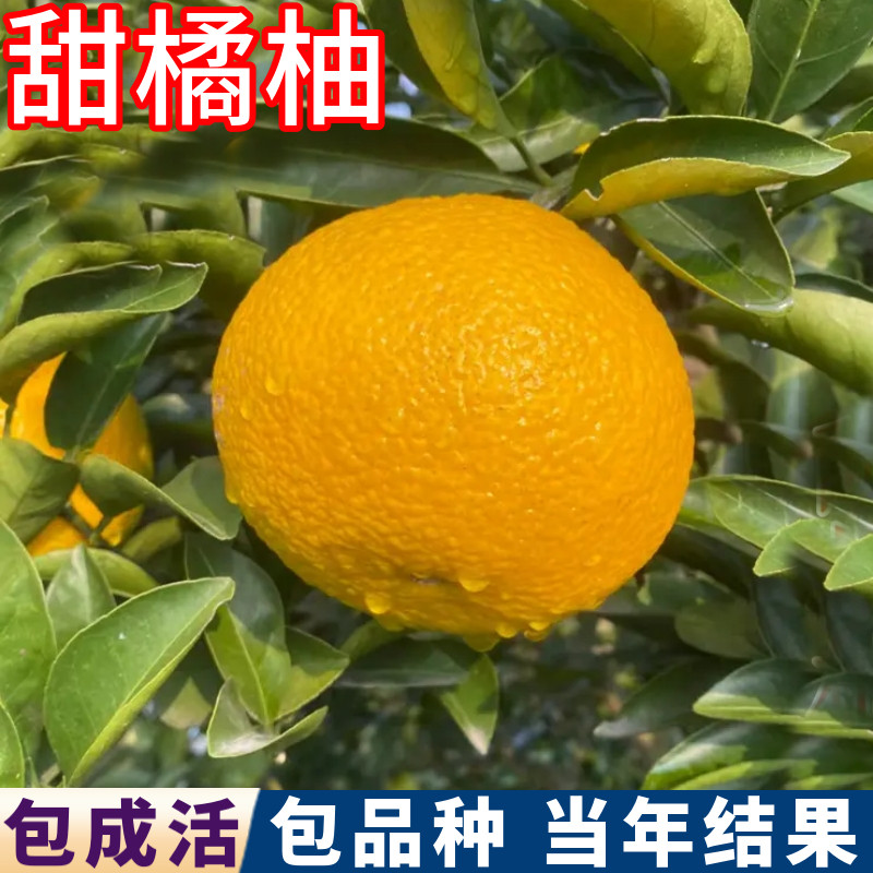 甜桔柚熟苗包成活包结果基地现挖图片