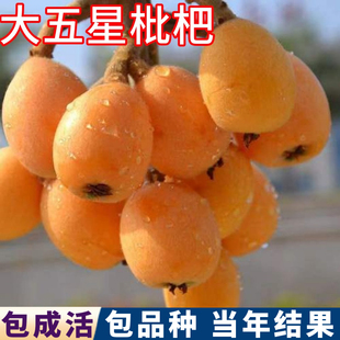 大五星枇杷树果苗庭院地栽矮化琵琶大果树盆栽嫁接耐寒活苗南北方