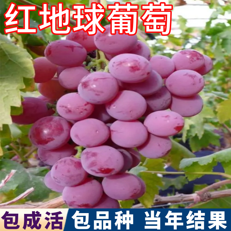 红地球葡萄树包活包对版现挖发货