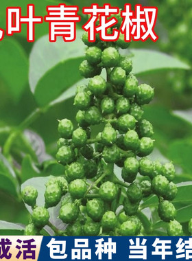 九叶青花椒苗包成活壮苗当年结果