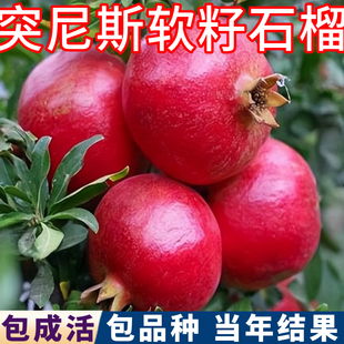 突尼斯软籽石榴树树苗南北方耐寒特大嫁接盆栽果苗老桩当年结果