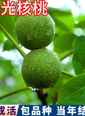 鲁光核桃树果苗包活耐寒当年结果