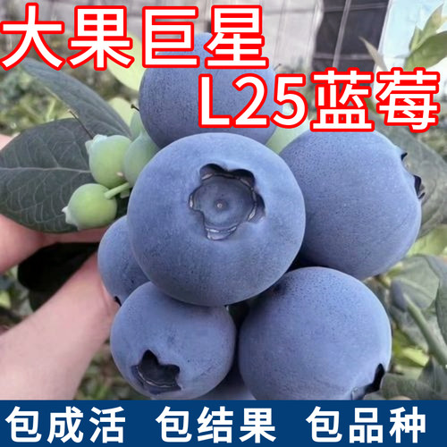 L25蓝莓苗大果巨星现挖当年结果