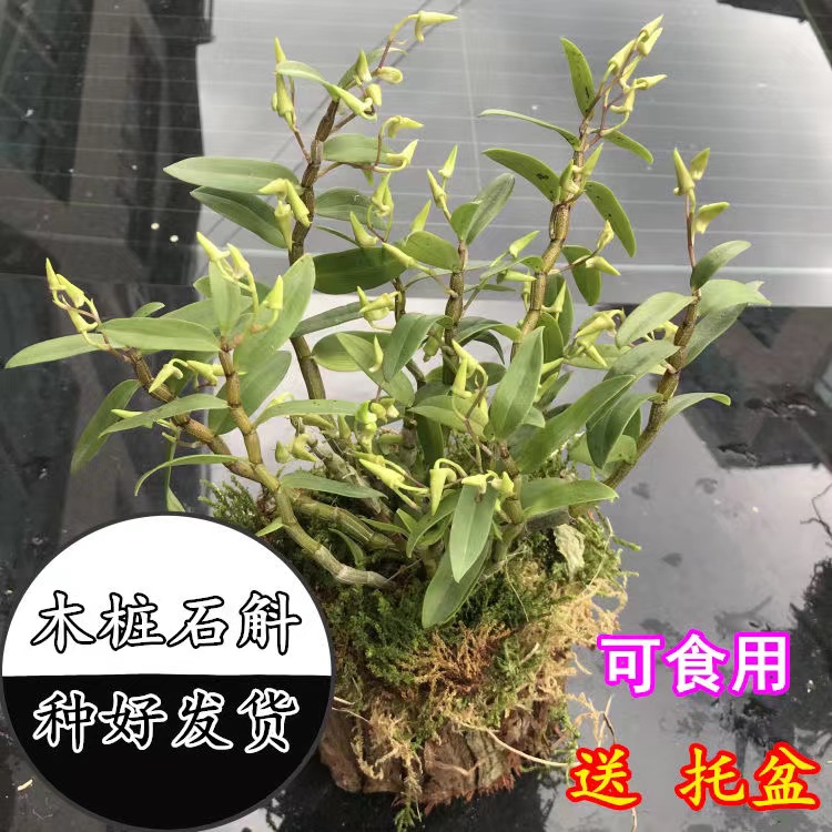 铁皮石斛三年苗盆栽可种可吃种植苗霍山种源雁荡山兰花绿植带木桩