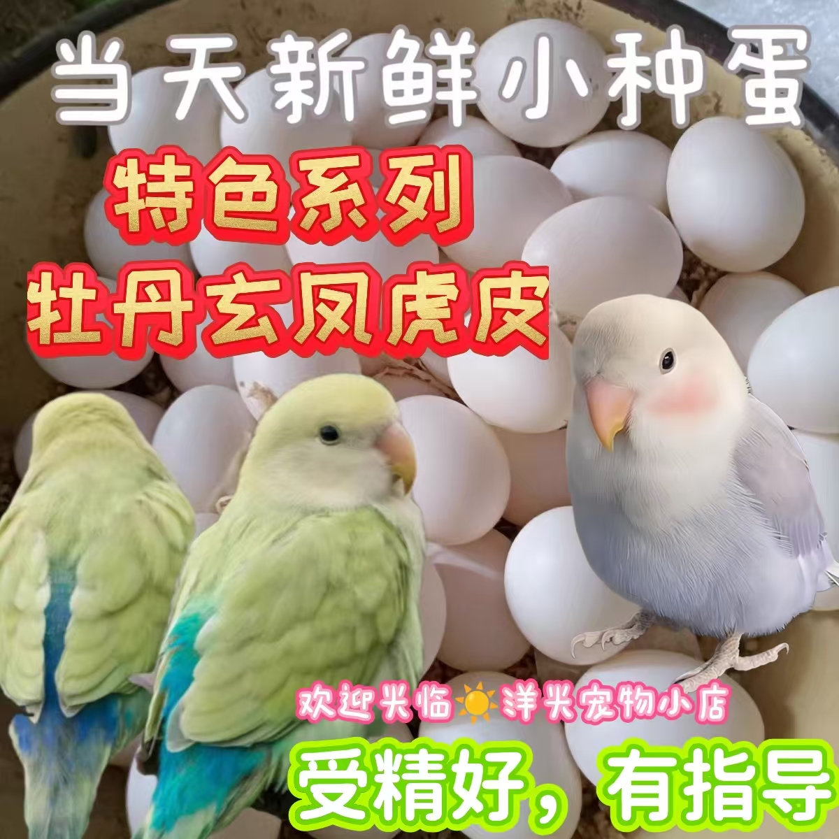 牡丹鸚鵡蛋玄鳳可孵化白子受精率高種鳥蛋鸚鵡虎皮受精率人工孵化