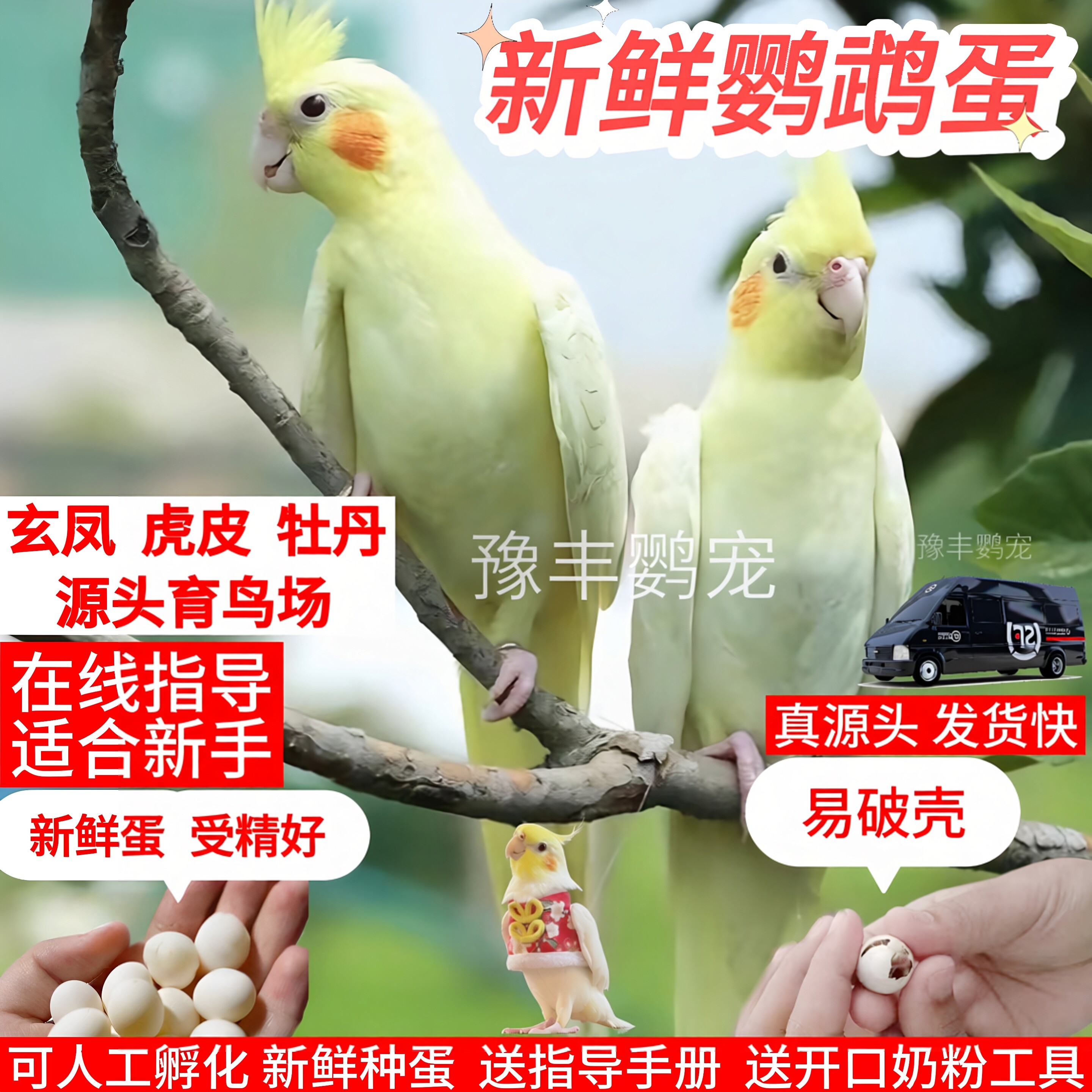 特色牡丹新鲜受精种蛋鹦鹉