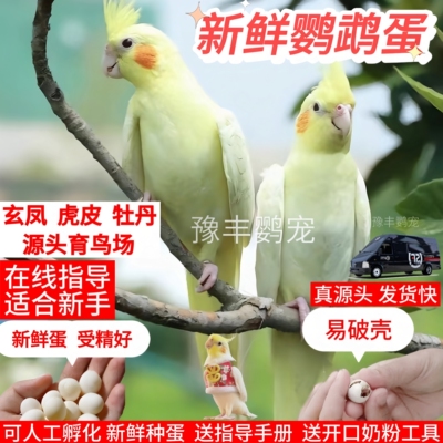 特色牡丹新鲜受精种蛋鹦鹉