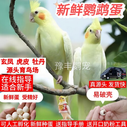特色牡丹新鲜受精种蛋鹦鹉