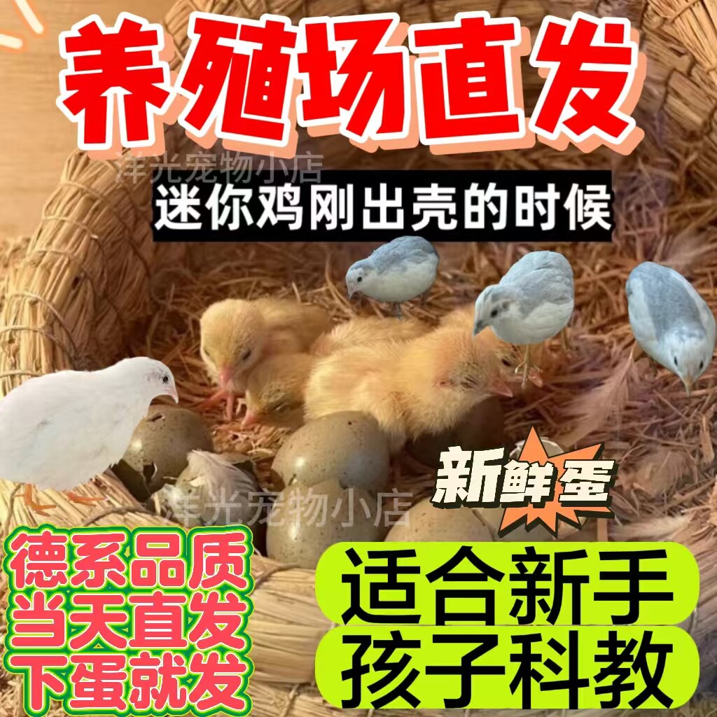 德系高纯礼服芦丁鸡蛋阳台小鸡