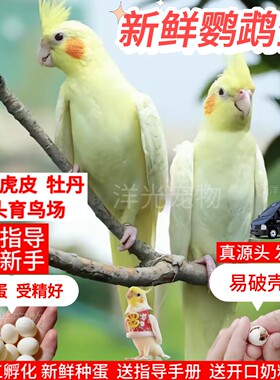 特色牡丹新鲜受精种蛋鹦鹉