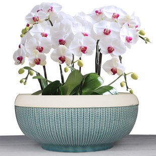 简约外贸花盆蝴蝶兰兰花专用盆桌面盆景盆大口径多肉绿植绿萝陶盆