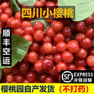 四川凉山小樱桃攀枝花米易小樱桃童年味道坏果包赔 顺丰空运