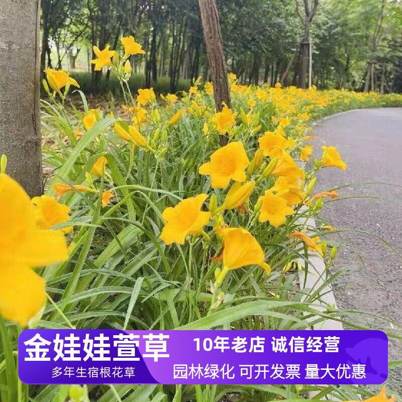 金娃娃萱草庭院绿化花卉多年生绿植花草道路旁绿化带植物阳台盆栽