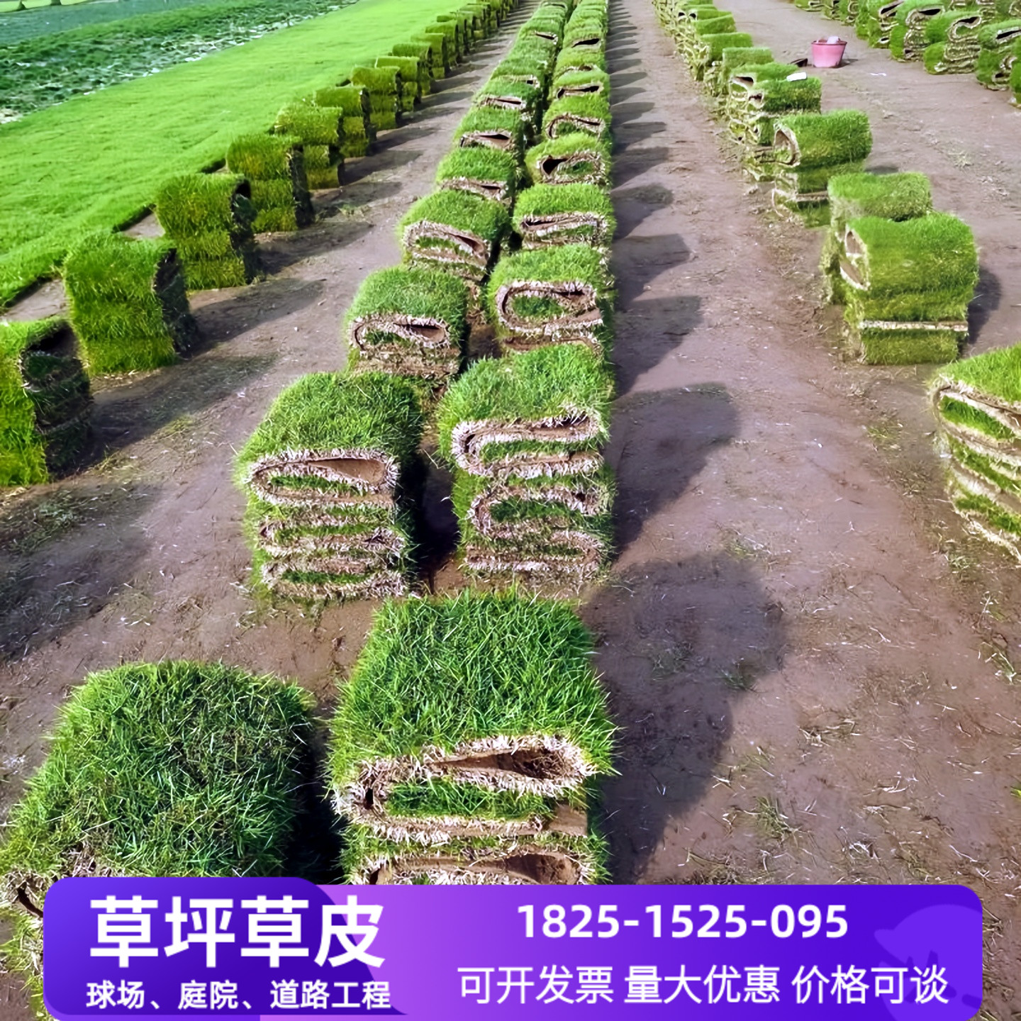 真草坪草皮马尼拉果岭草工程绿化