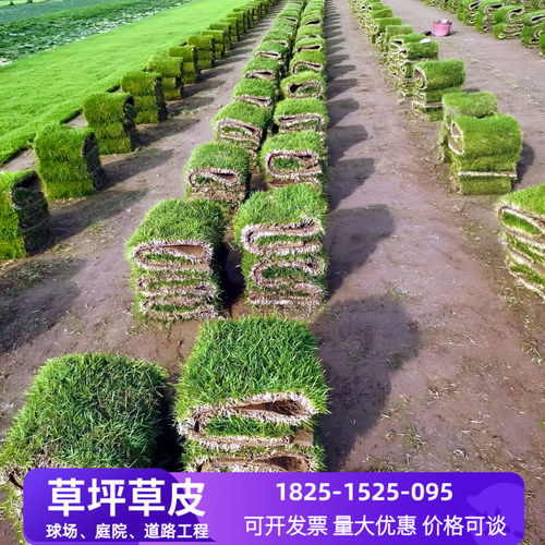 真草坪草皮马尼拉果岭草工程绿化