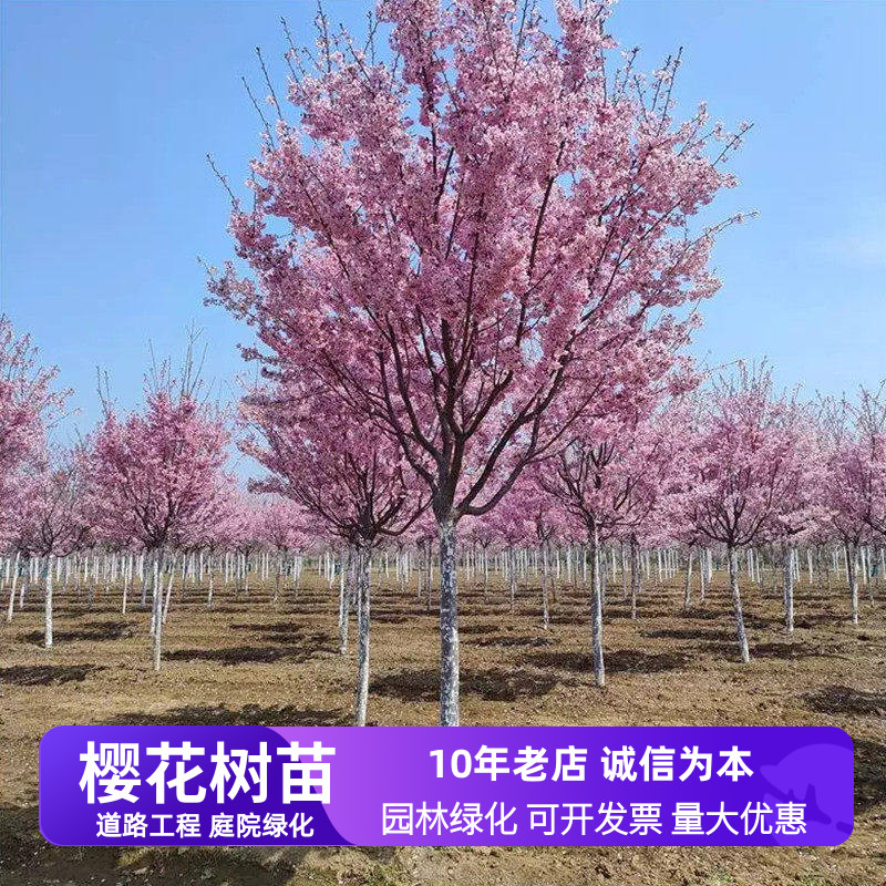樱花树苗庭院花卉工程绿化苗木图片