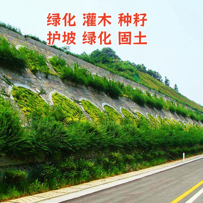 护坡绿化灌木紫穗槐种籽山坡固土复绿多年生植物草籽工程绿化种子